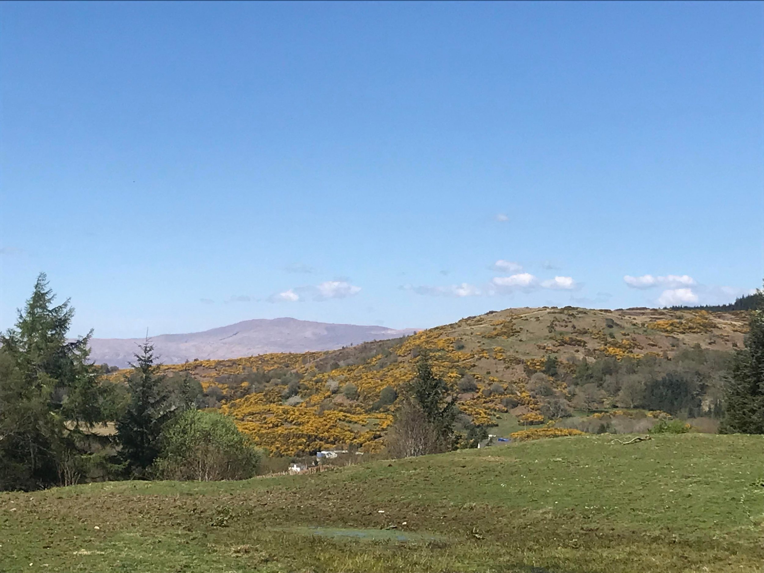 A hilly landscape showing a hill covered in gorse with mountains in the background.