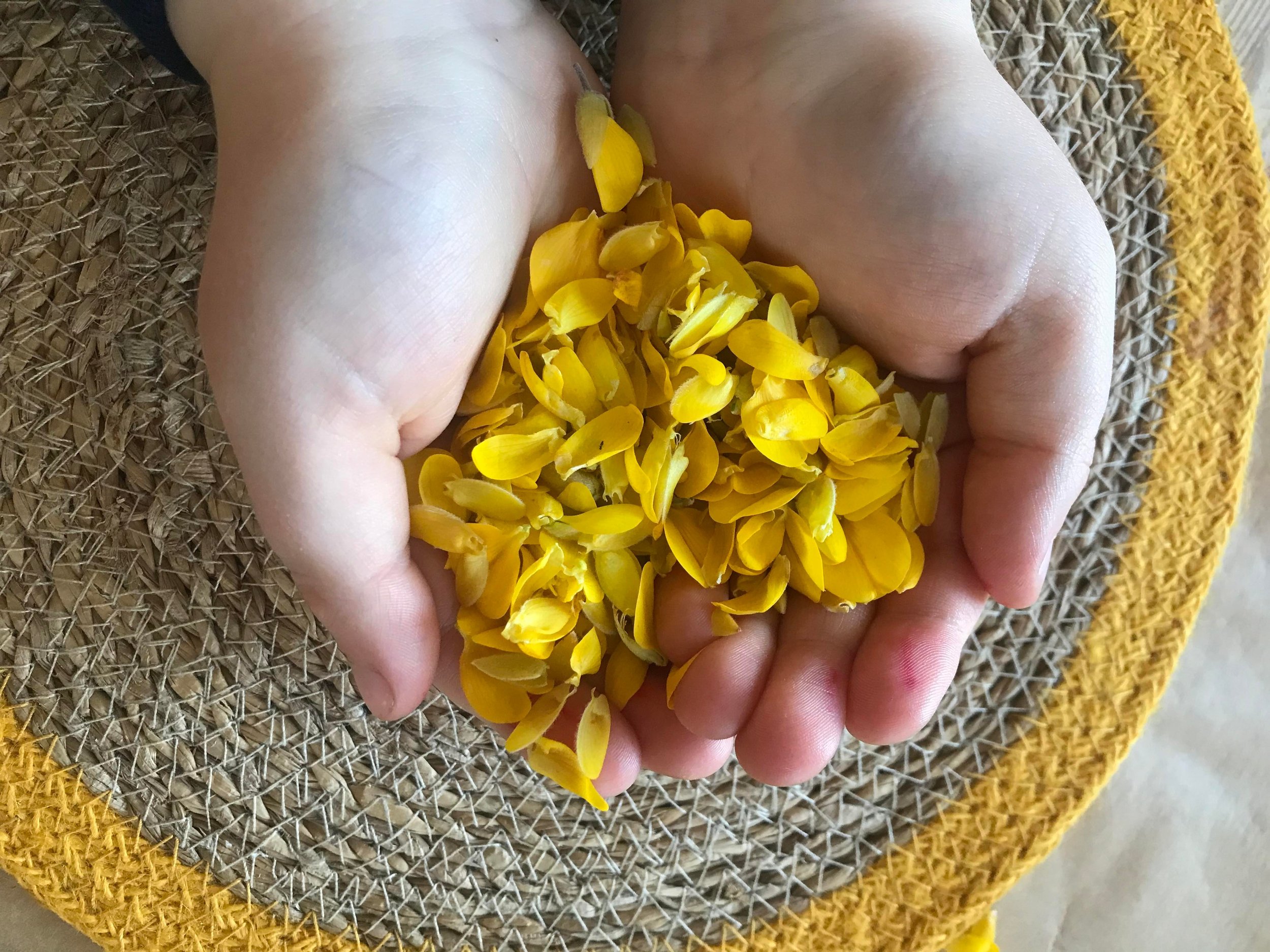 Cupped hands holding yellow gorse petals against a woven mat.