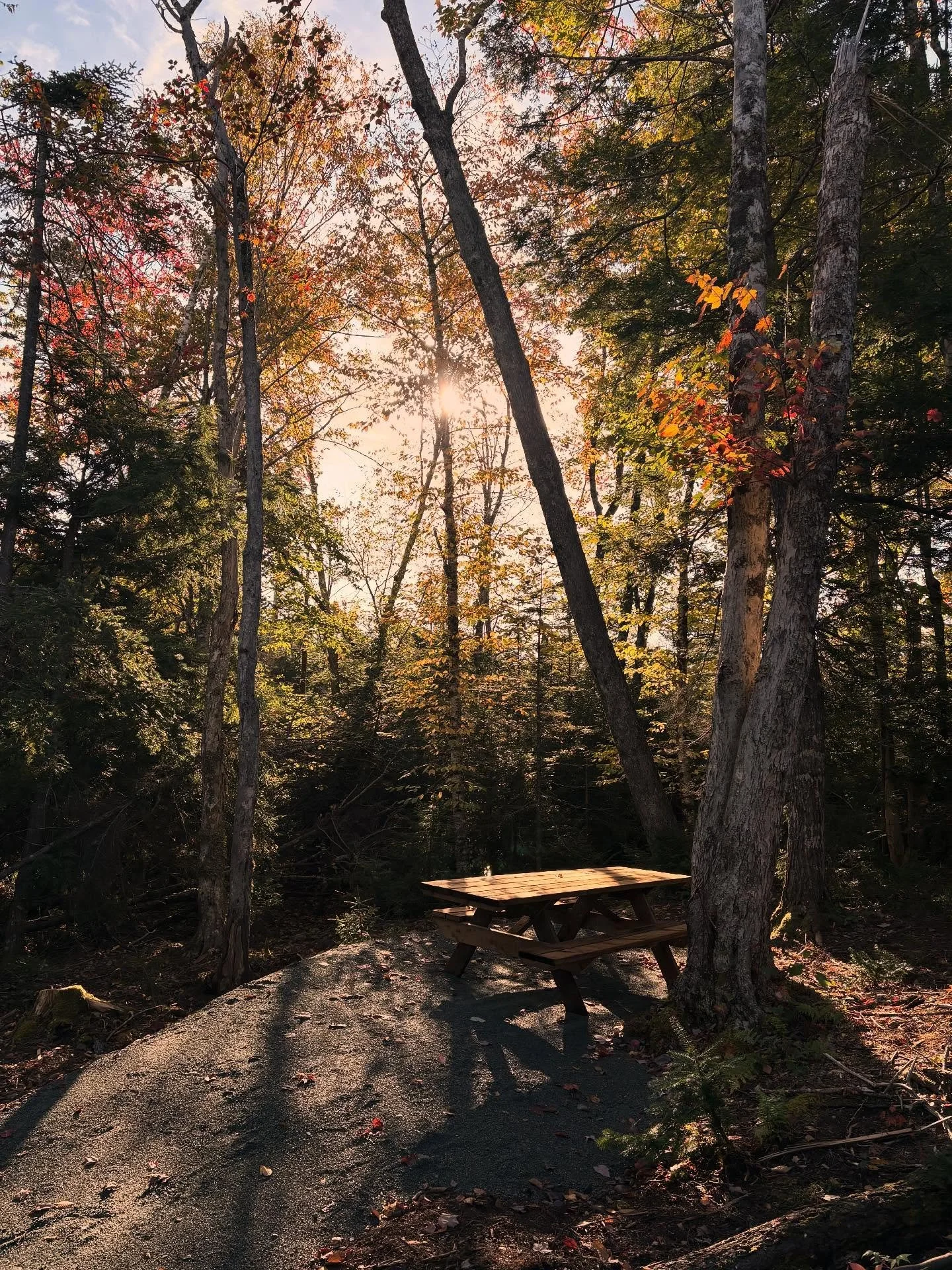Fall in love with Victoria Park- you will never be disappointed in your adventure!πππ² 
.
Simple captures from my weekly walks through over 75kms of trails, always finding new spots and trees to admire. #stayatseek #victoriaparktruro