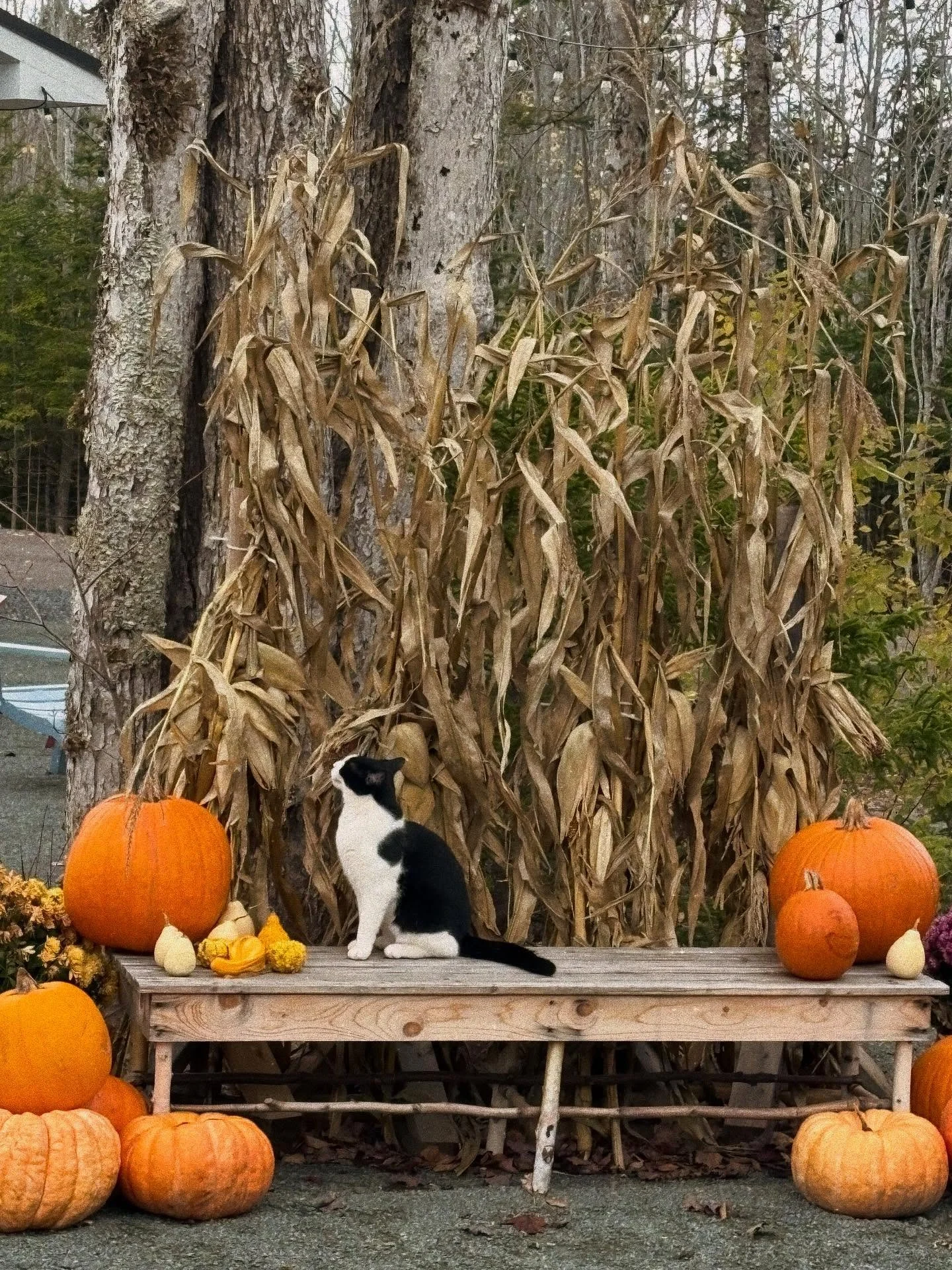 Happy Halloween from Seeker, the stray cat who showed up 4 months ago and has brought nothing but tricks and treats for us. He truly is the cutest little pumpkin and can be frequently found modeling at the photo area. 😻See him around the property an
