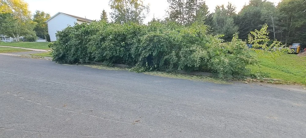 Renouée du Japon (@joshtompkins)