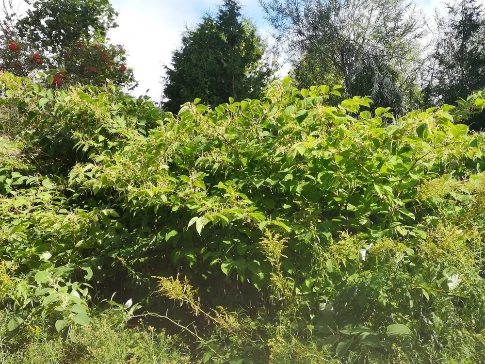 Renouée du Japon (@kdriscoll)