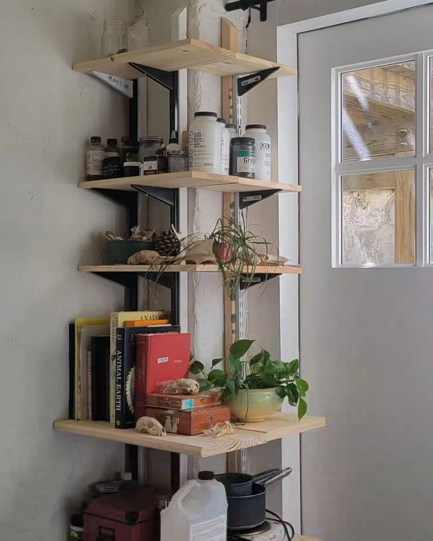 I built shelves for my bones, seed pods, books, skulls, and doodads in my studio. I love them.