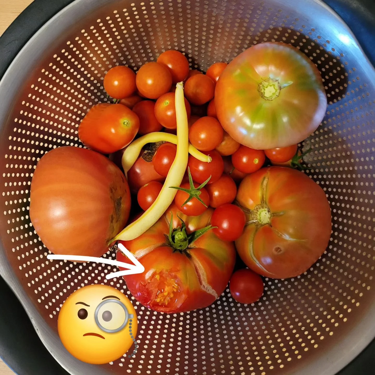 Some beastie has been snacking on my tomatoes!