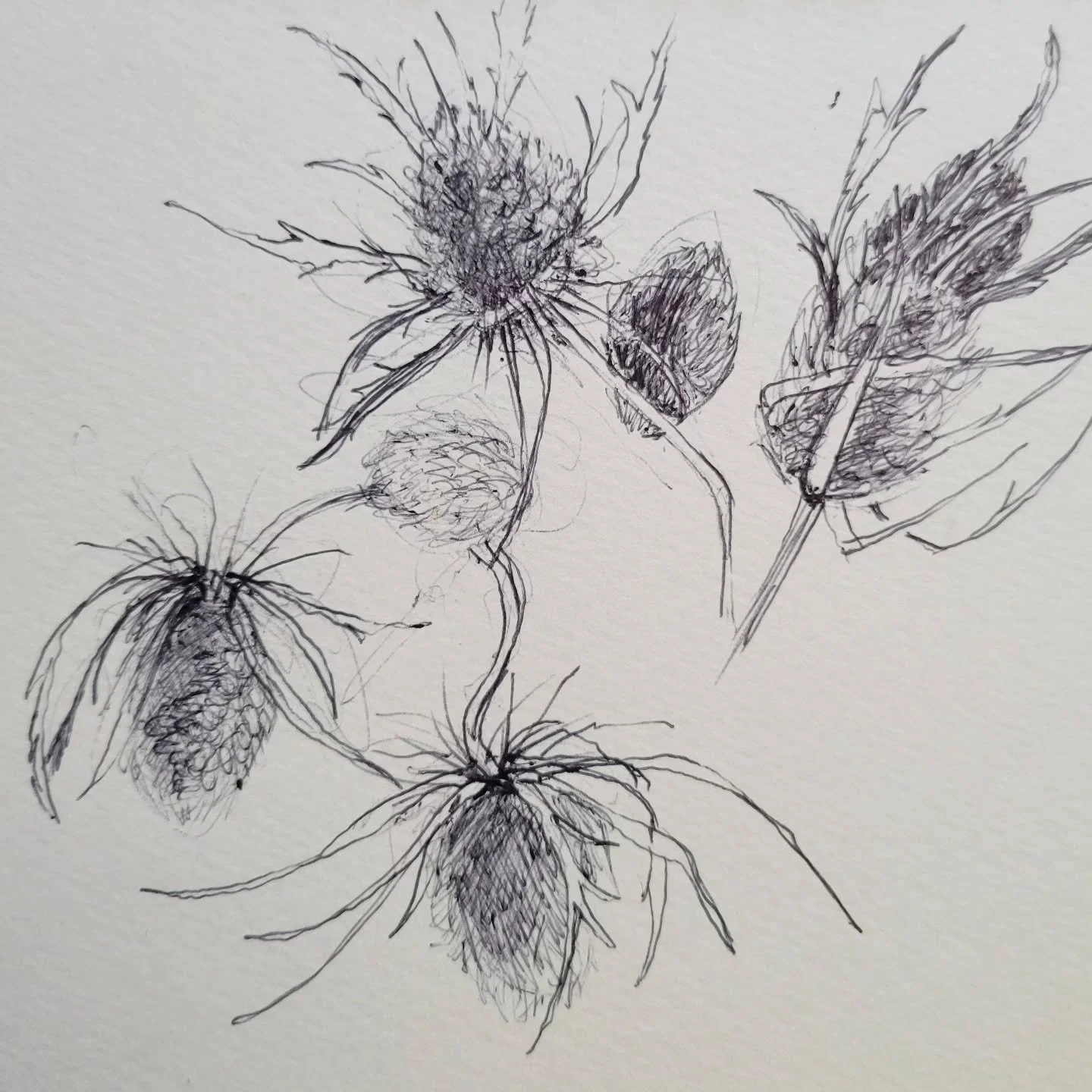 Eryngium