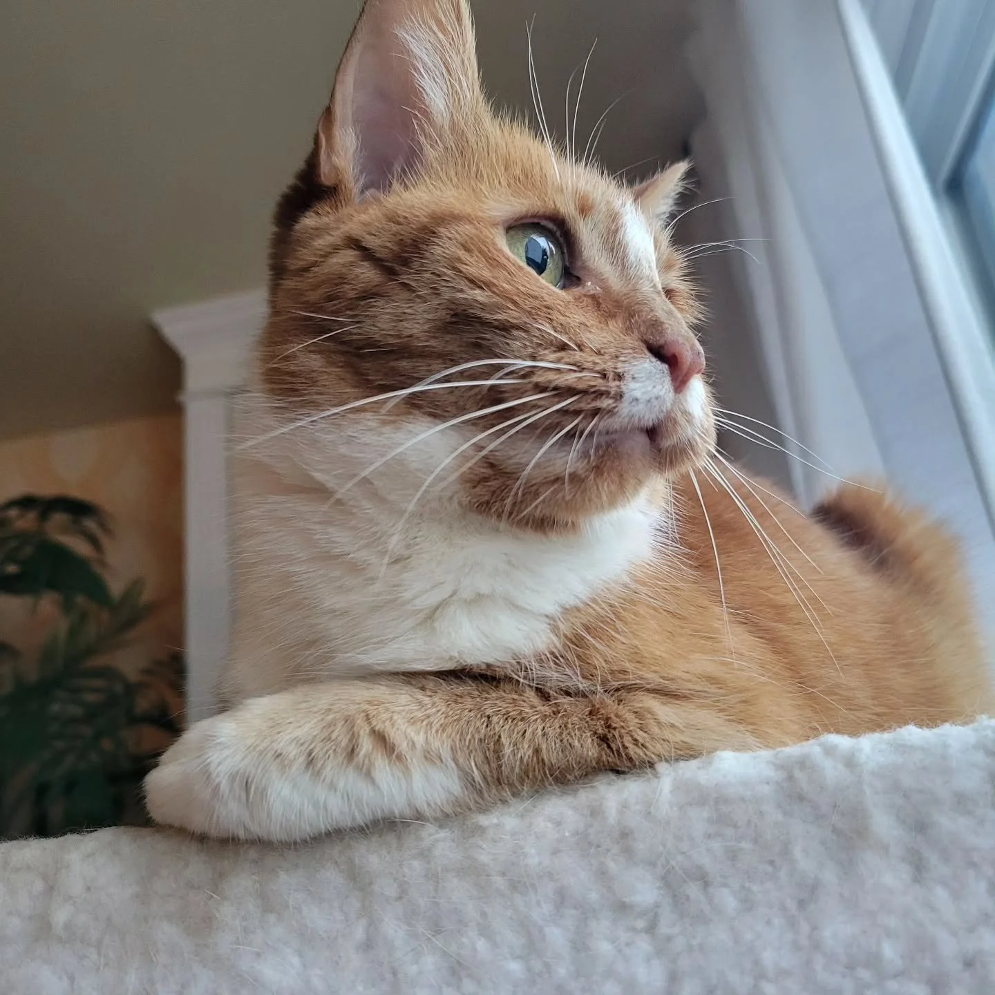 Zelda the permakitten
#pookie