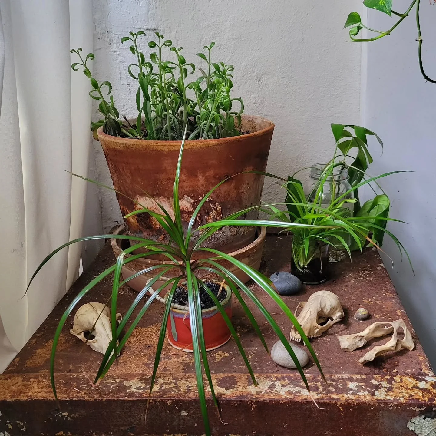 Studio specimens