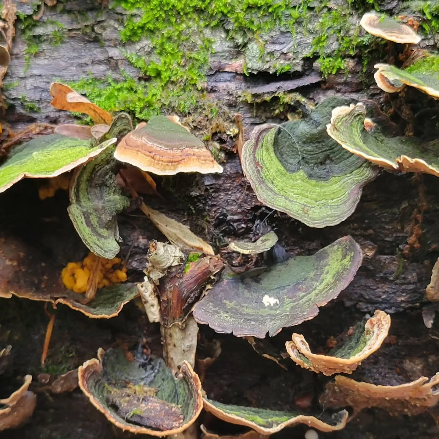 #turkeytail