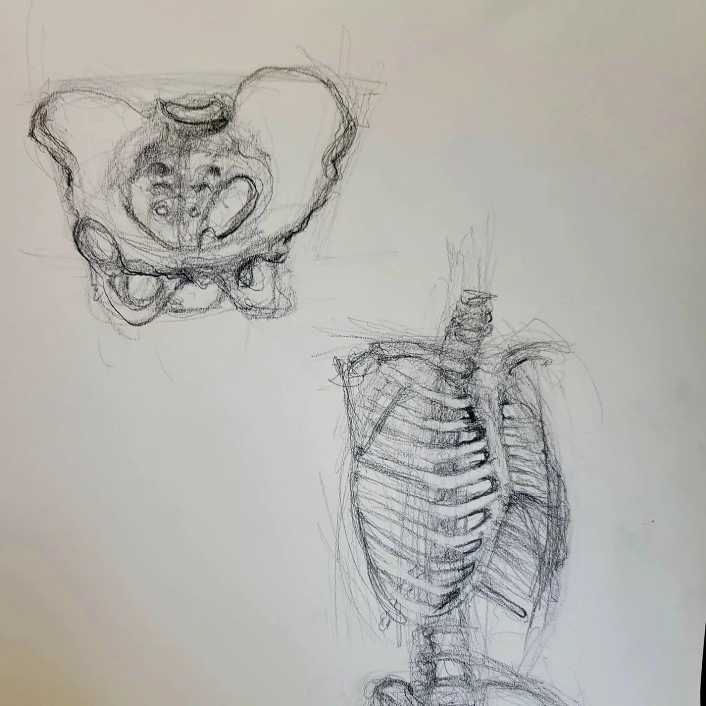 Fun with skeletons at PAFA yesterday, plus a few figure drawings that aren't ready to be seen by others yet 😁