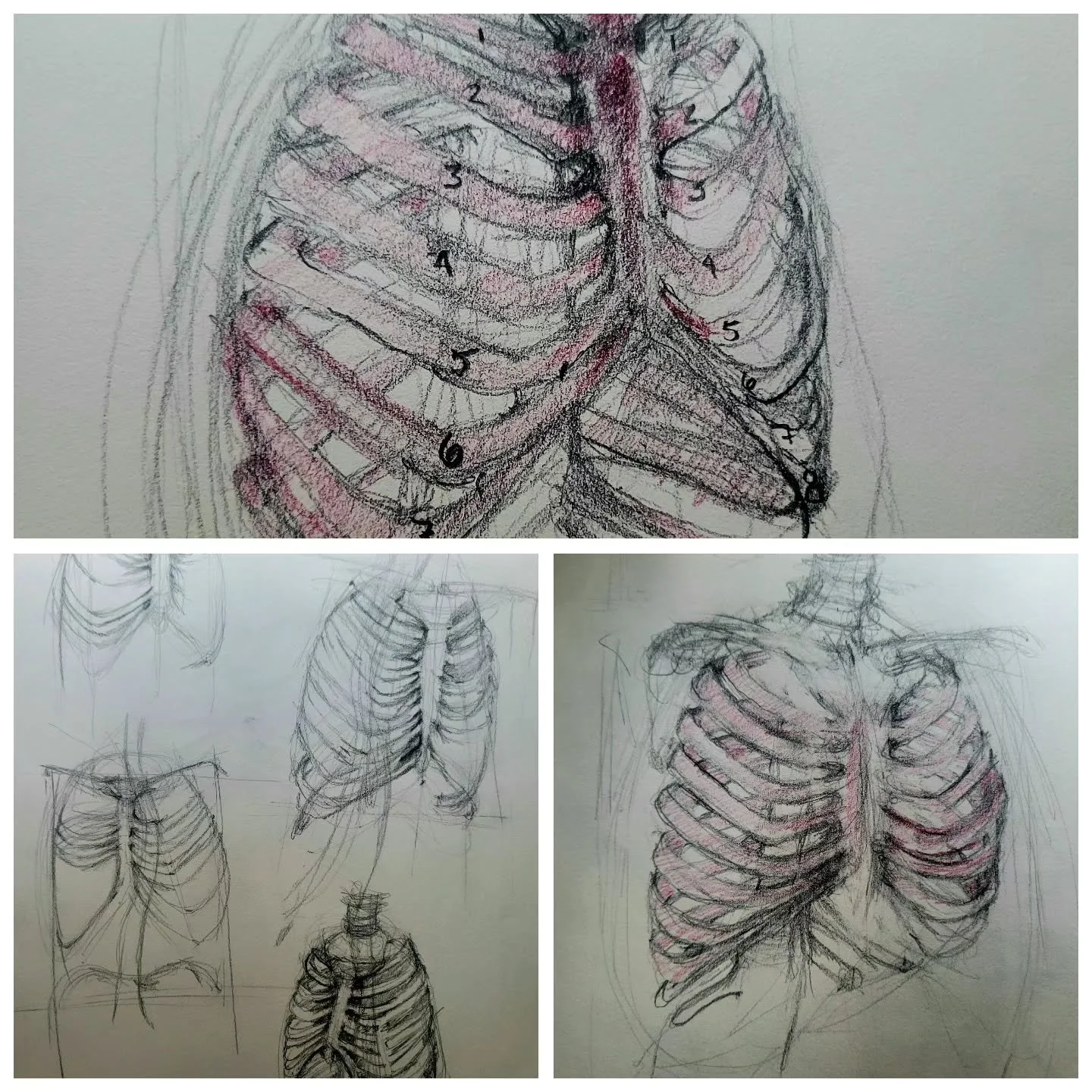 I decided to go back to basics and take a figure drawing class because sometimes I worry that I don't *really* know how to draw or paint. Today was ribcage studies from skeletons 💀

(Ribcages are not easy, btw. Something in my brain broke.)