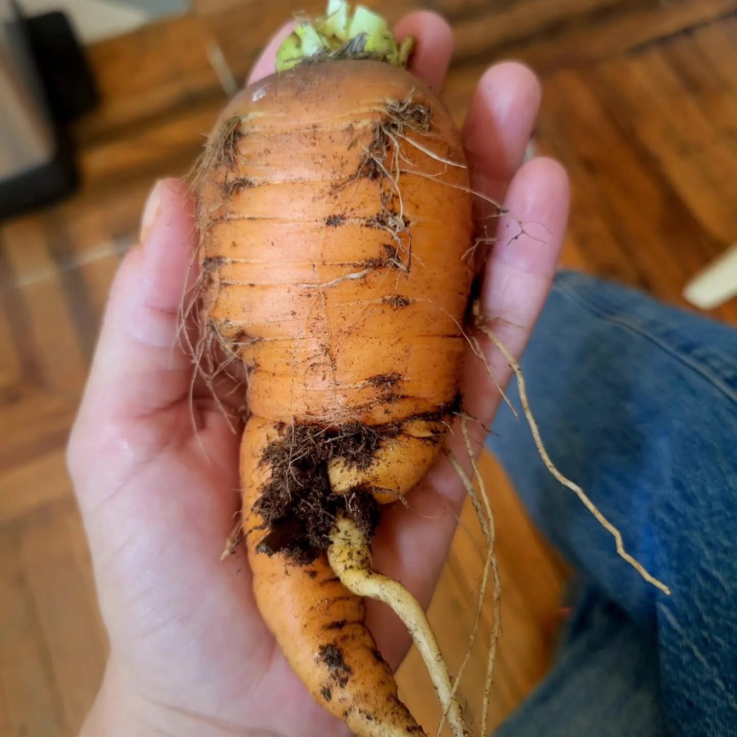 I decided to grow and harvest some hairy  little aliens this year 👽