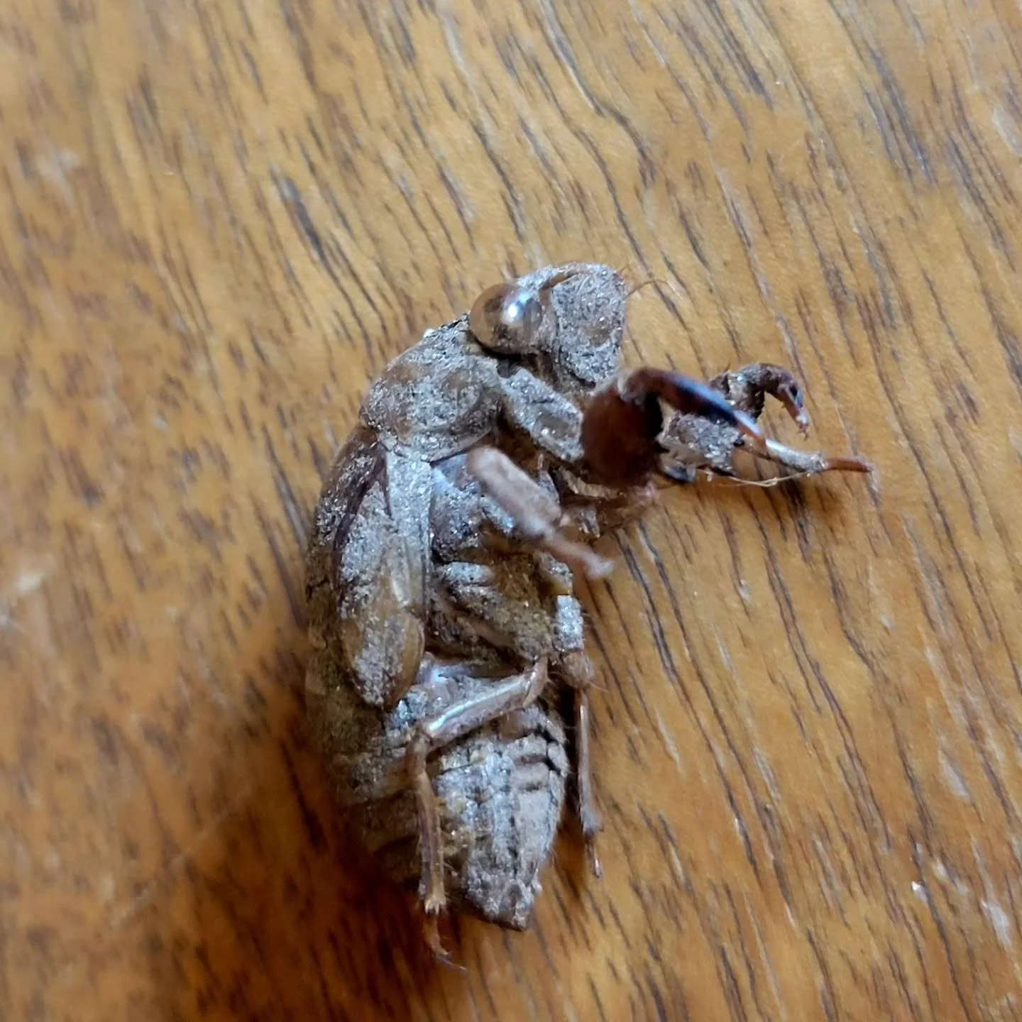 Found this little treasure in my garden.
#exoskeleton
