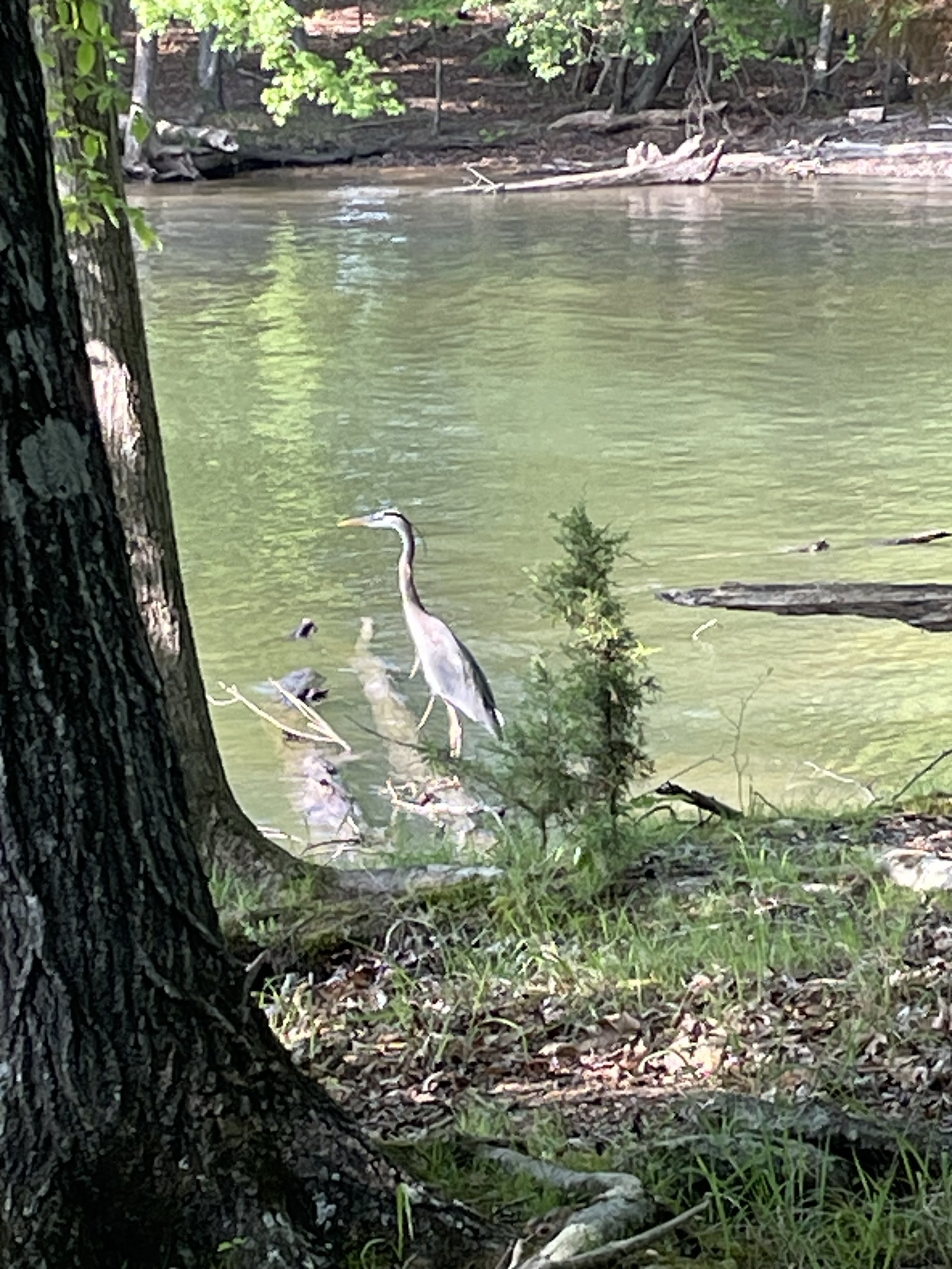 IMG_7696.jpeg