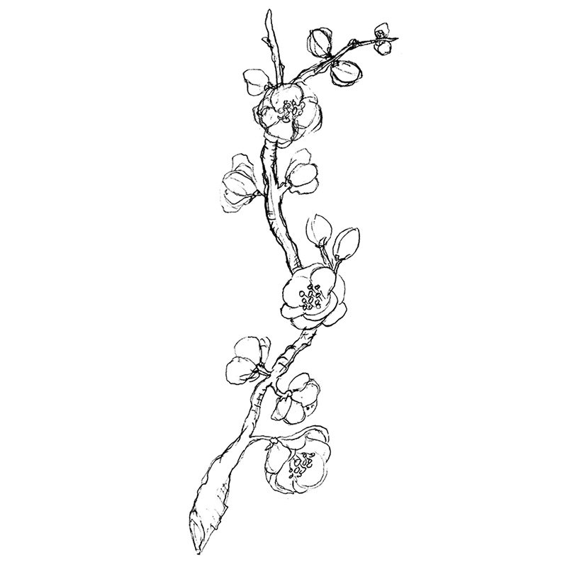 cherry_drawing1_800px.jpg