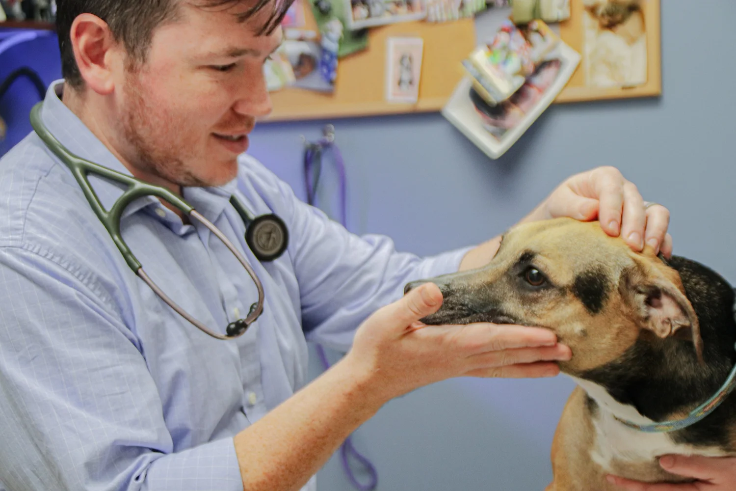 Glens Falls Animal Hospital