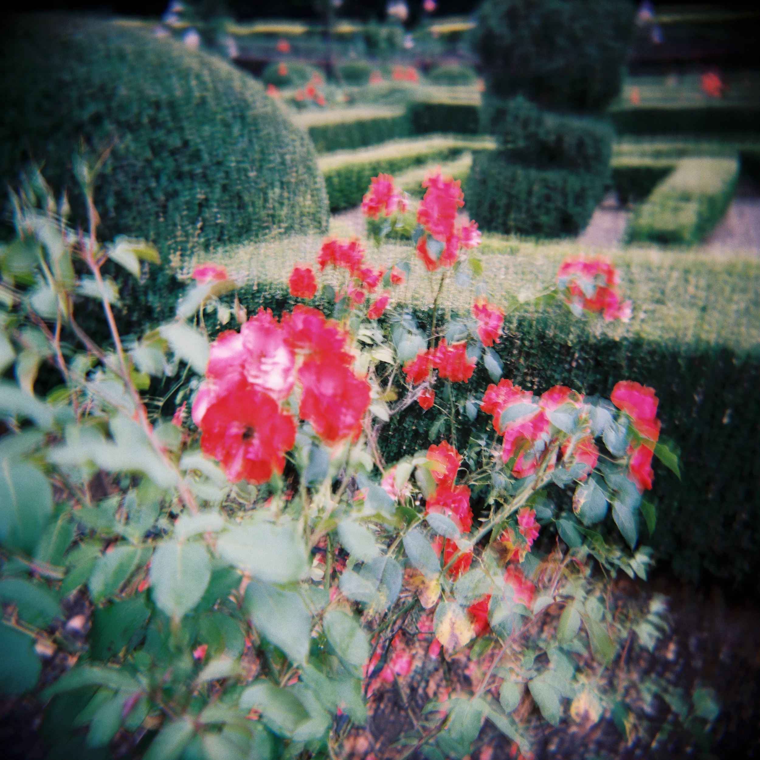 Kelsey + Daniel Wedding FILM.BellaGenovesiPhotography-10.jpg