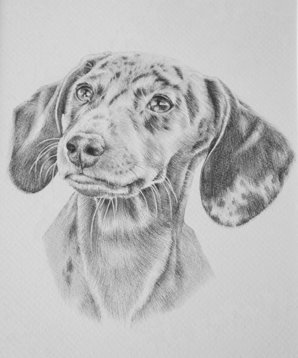 Individuelles Hundeportrait