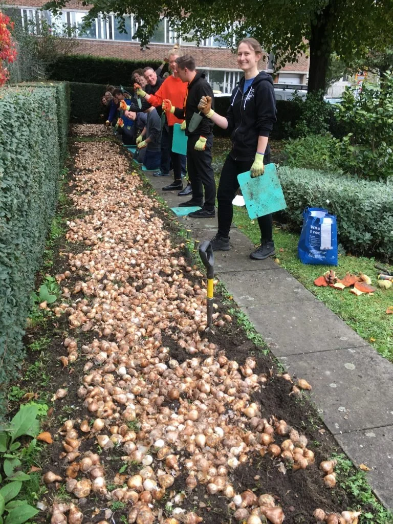 Westminster Council Bulb Planting