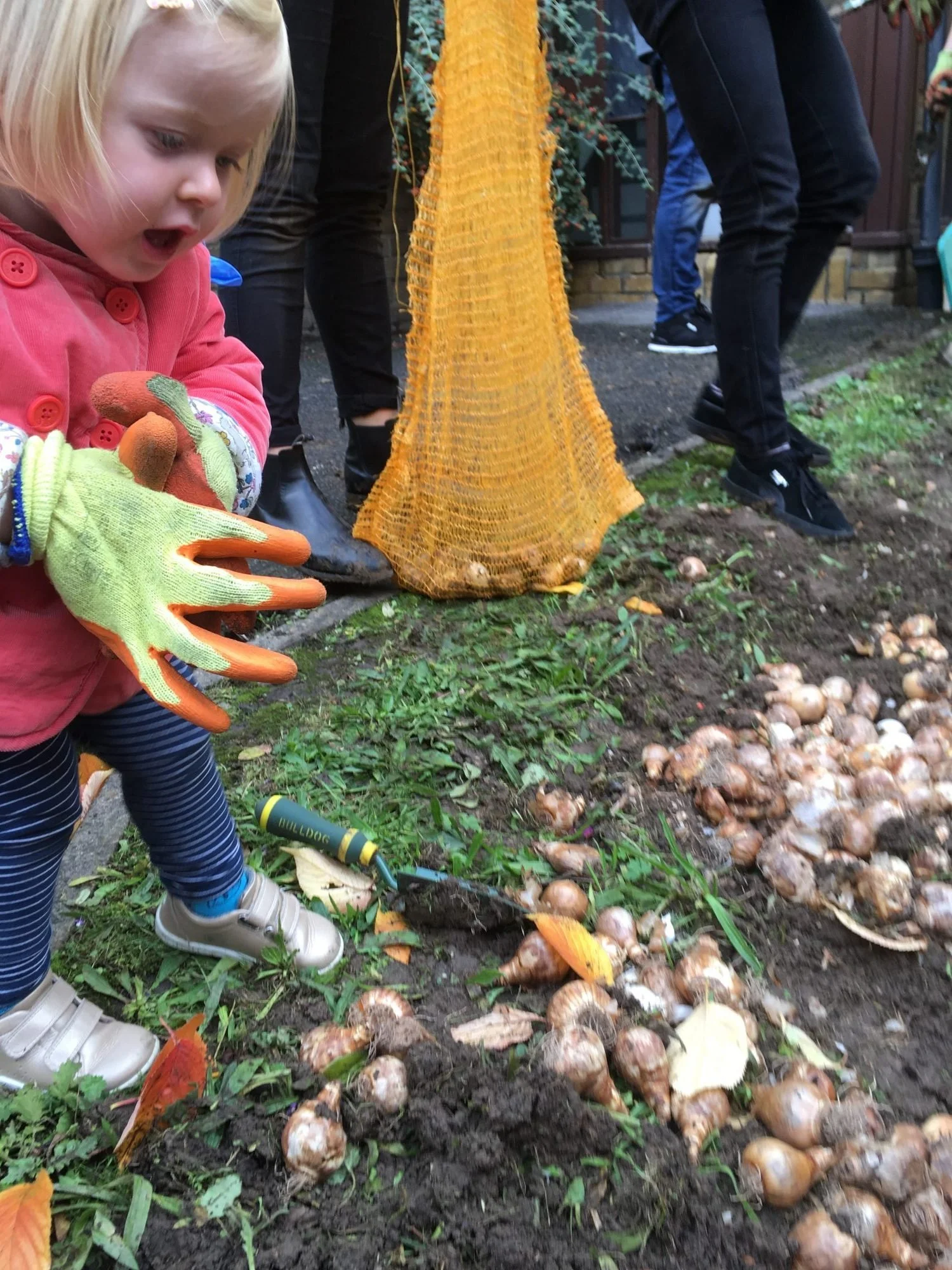 Westminster Council Bulb Planting