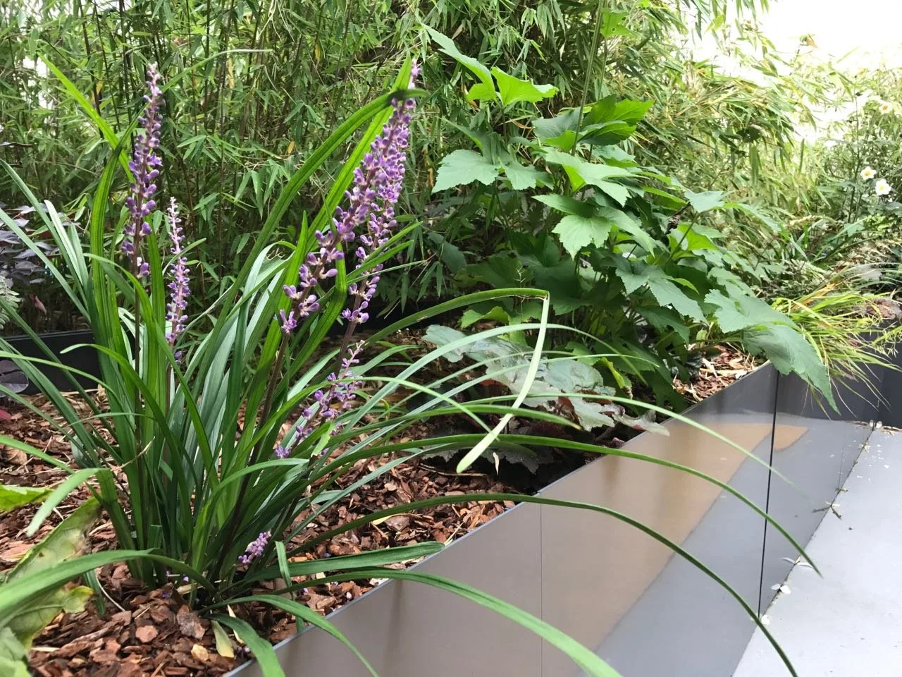 Colbourns Courtyard Urban Growth garden london