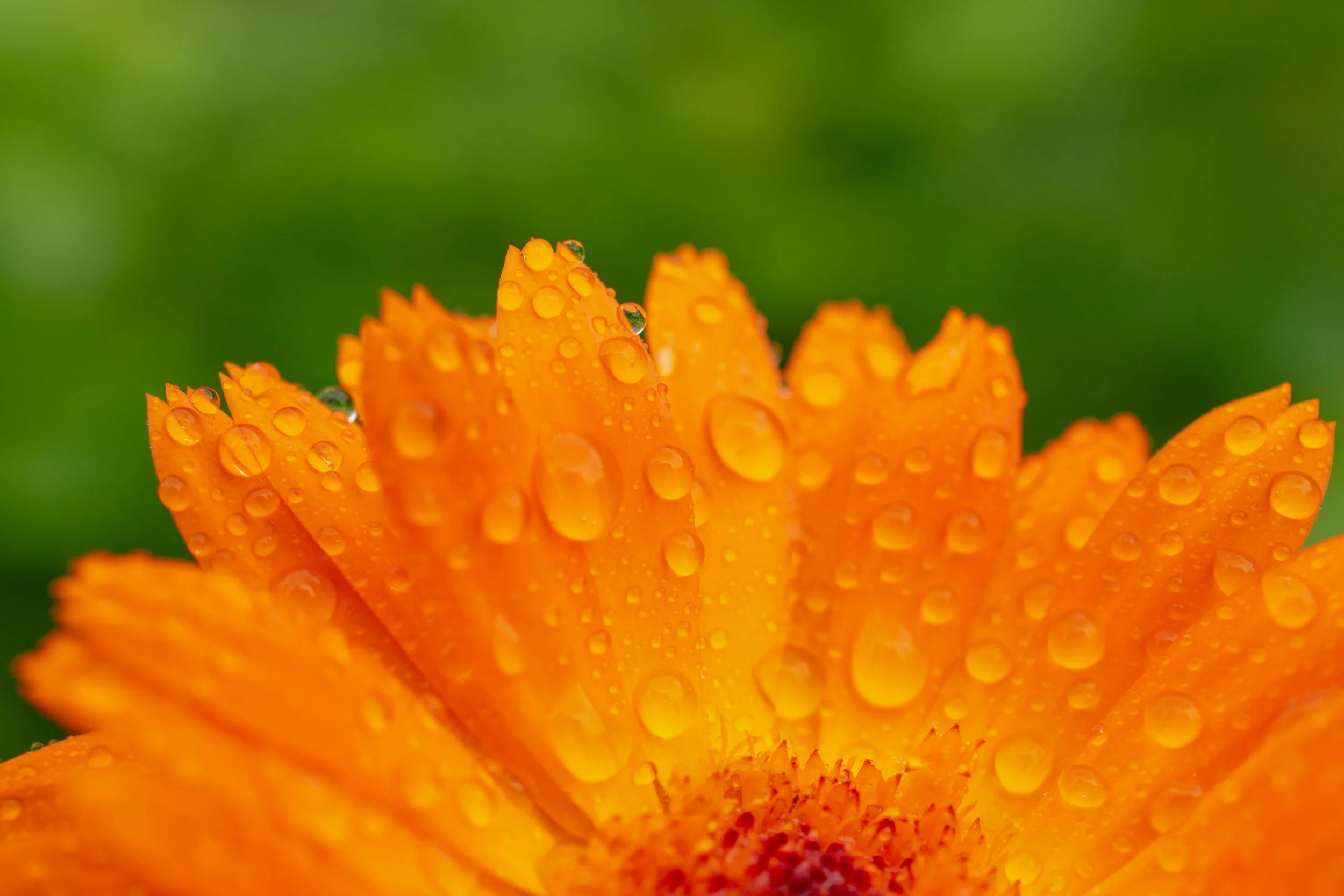 orange flower with rain drops with green background
