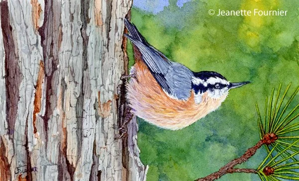 "Red-breasted Nuthatch" - original watercolor
$380.00
5" h x 8" w
Limited Edition Prints Available
