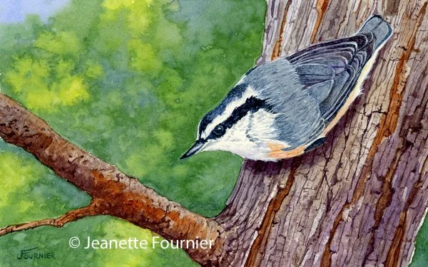 "Red-breasted Nuthatch II" - original watercolor
$380.00
5" h x 8" w
Available at:  Copley Society of Art
Boston, MA
Limited Edition Prints Available