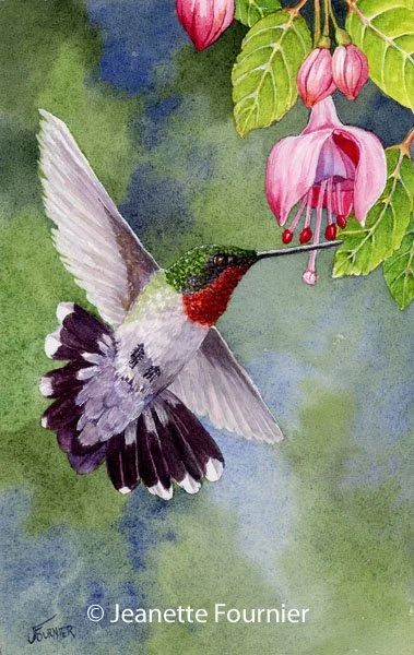 "Long Distance Flyer" - Hummingbird
Original watercolor
$380.00
8"h x 5"w
Available at:  Copley Society of Art
Boston, MA
Limited Edition Prints Available