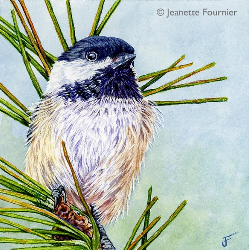 Black-capped Chickadee- original watercolor
$350.00
5 1/2" h x 5 1/2" w
Available at:  Gallery at WREN
Bethlehem, NH
Limited Edition Prints Available