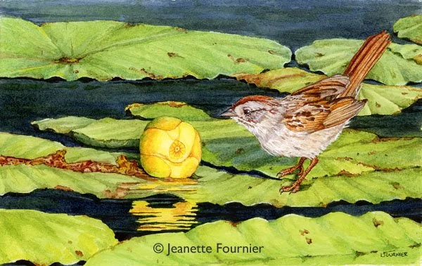 "Sunnyside Up" - original watercolor
Swamp Sparrow
$425.00
6" h x 9" w
Available at:  The Gallery at WREN
Bethlehem, NH
Limited Edition Prints Available