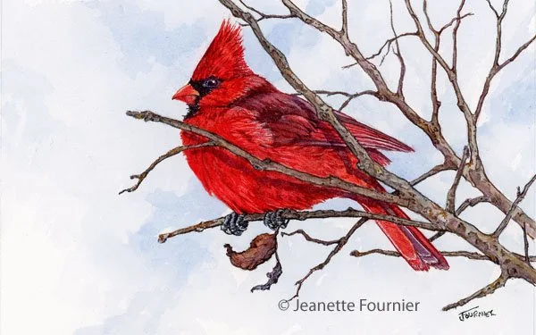 "Stick Season III" - original watercolor
Northern Cardinal
$400.00
5" h x 8" w

Limited Edition Prints Available