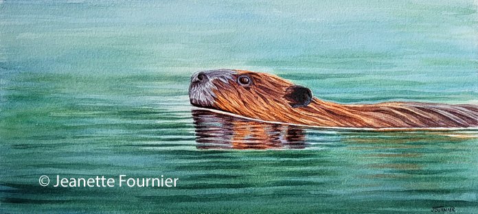 "Cruising" - original watercolor 
North American Beaver
$700.00
8" h x 18" w