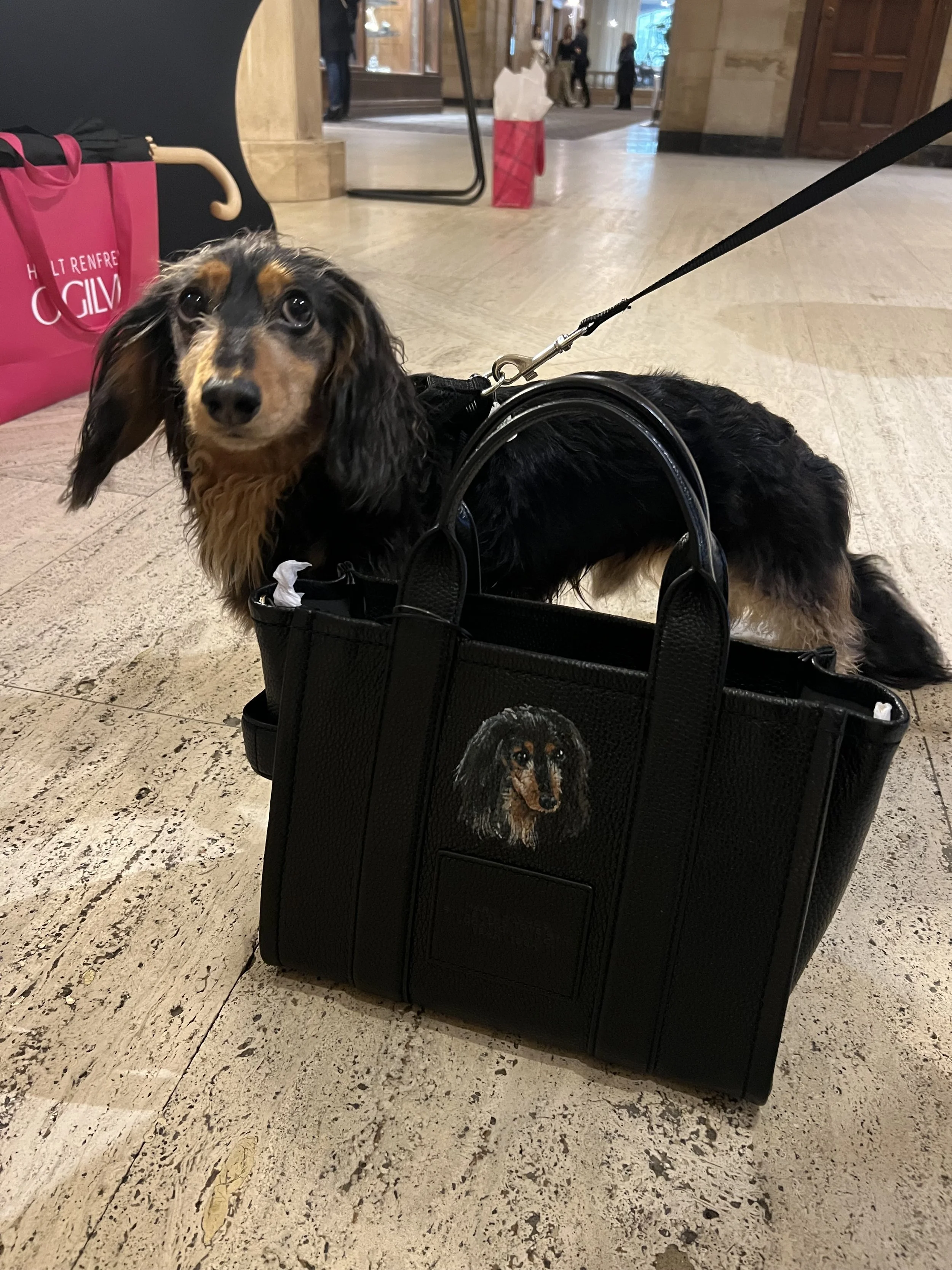 portrait-of-wiener-dog-on-purse.jpeg