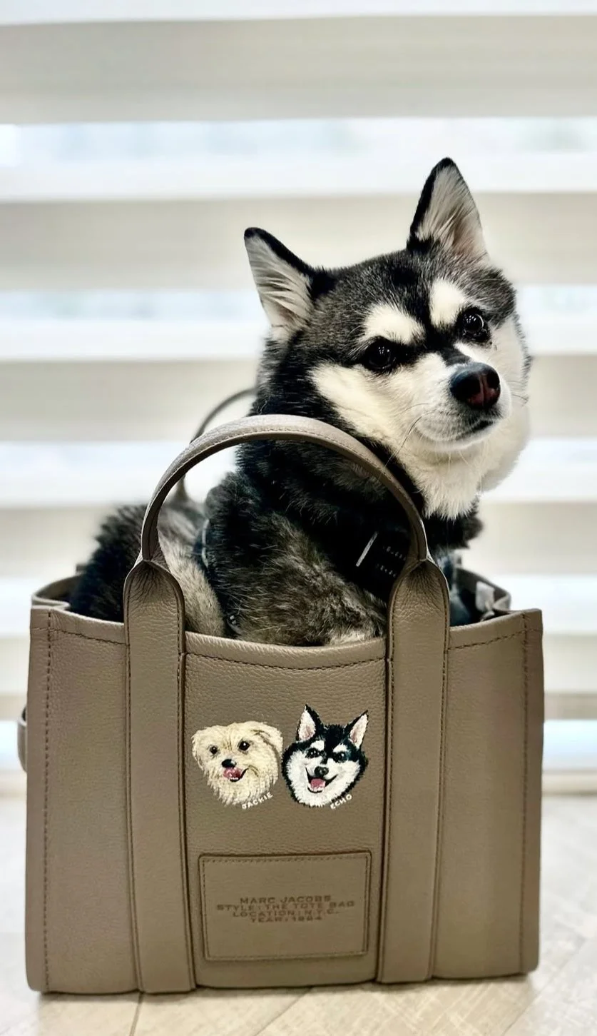 mini-husky-dog-portrait-in-handbag.jpeg