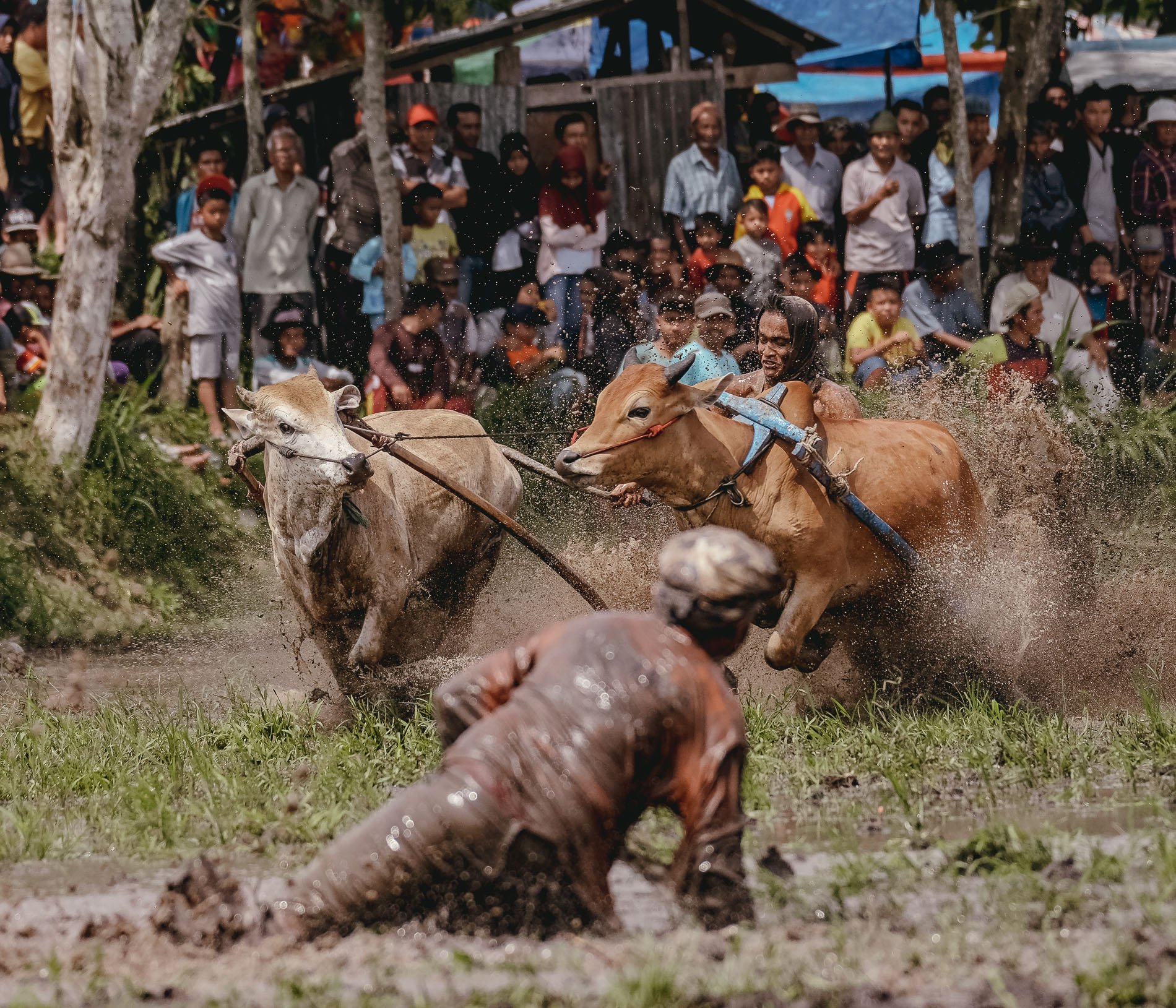 Pacu Jawi, Tanah Datar, West Sumatera