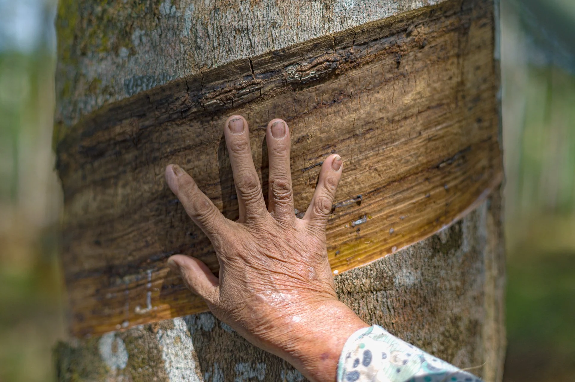 Hands of an older female rubber tapper touching freshly tapped rubber tree bark in Rangkasbitung, Indonesia