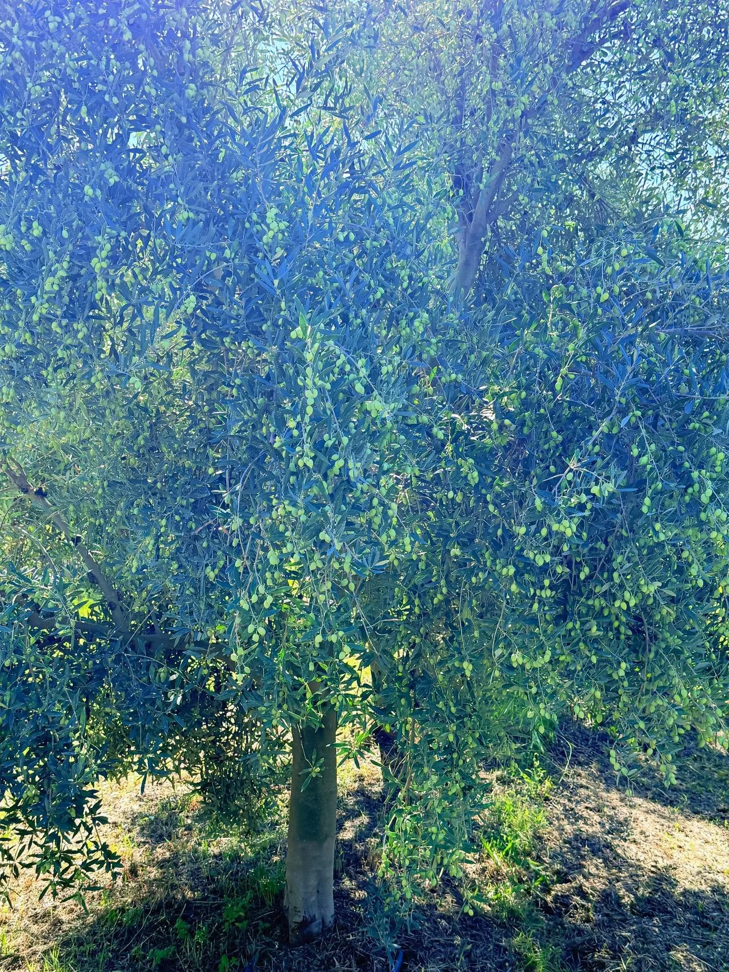 As many of you know, my favorite olive oil (and the most popular one I carried at The Cookery) is produced by Laconiko. I visited the groves in the Peloponnese yesterday; the trees are heavy with fruit ready to be harvested - a beautiful sight. I was