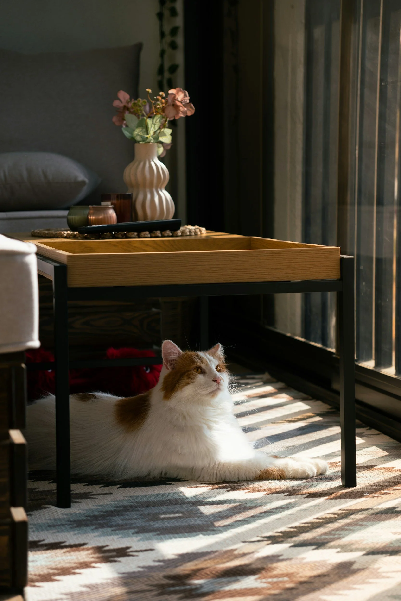 cat, end table, coffee table, candles, remote, rug, drapes, pillows, sofa, vase, flowers, sunlight, red, brown, white, gray, blue