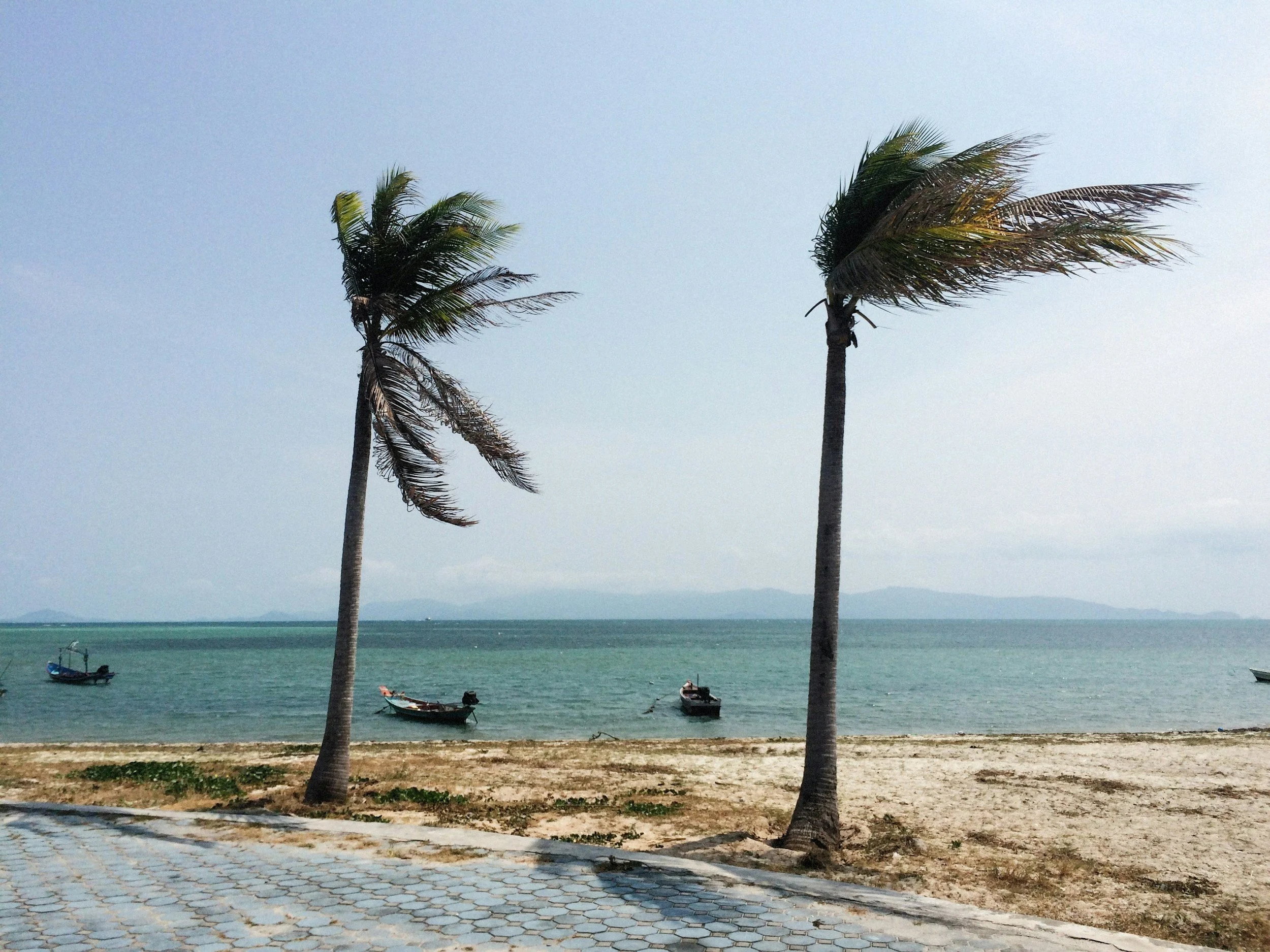 hurricane, beach, palm trees, water, sand