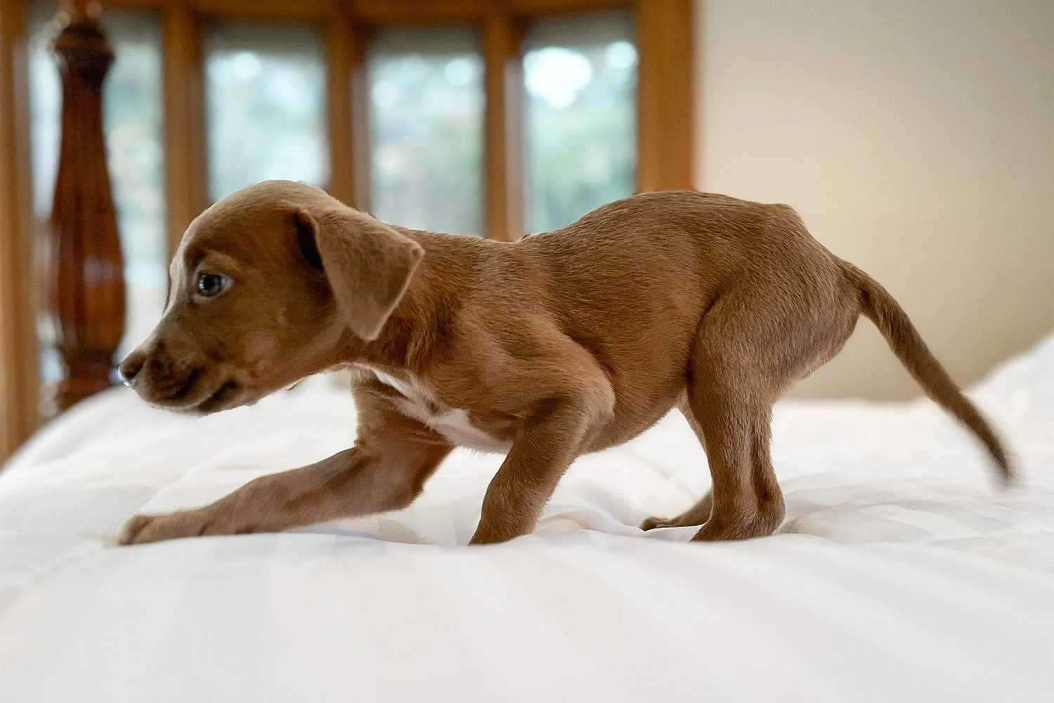 Ears Small Short Legged Dog Breed Long Ears Long Bodied Short