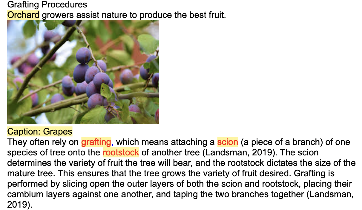 Clusters of round, purple grapes hang from thin branches surrounded by green leaves. Some grapes are ripe while others are still growing, showing how fruit develops on the vine.
