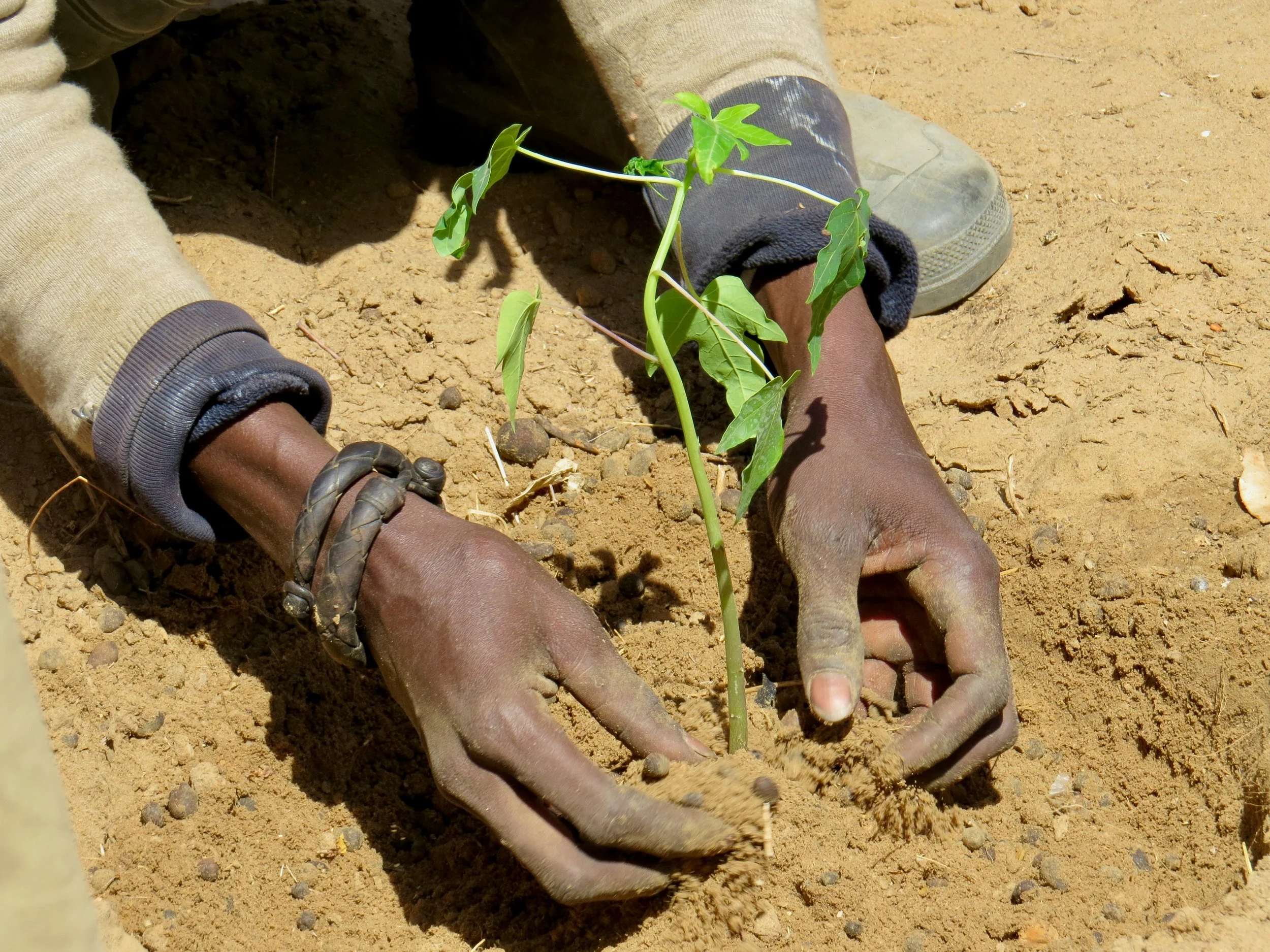 Every Seed Has a Story