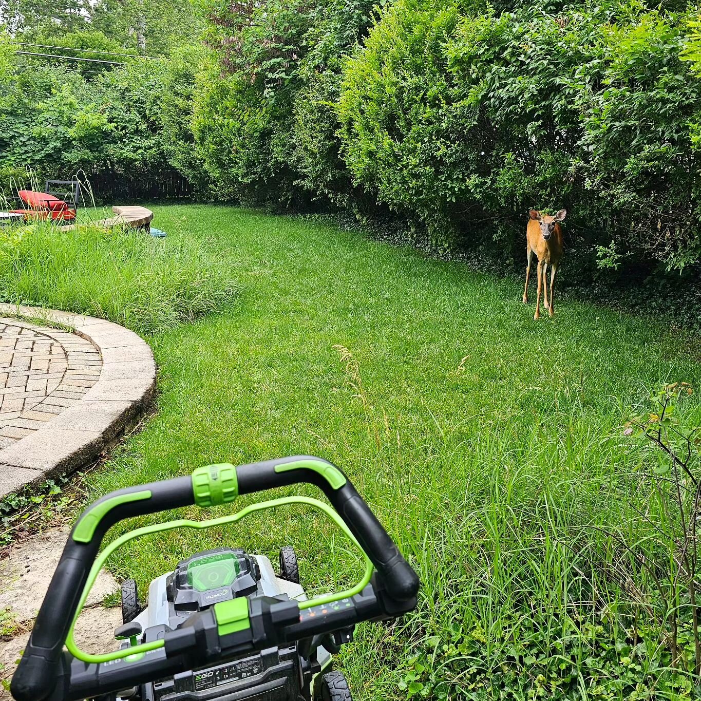 Even the wildlife doesn't mind our all electric mowing. That deer just stood there and watched us mow along. 🦌 🌱
#electriclawncare