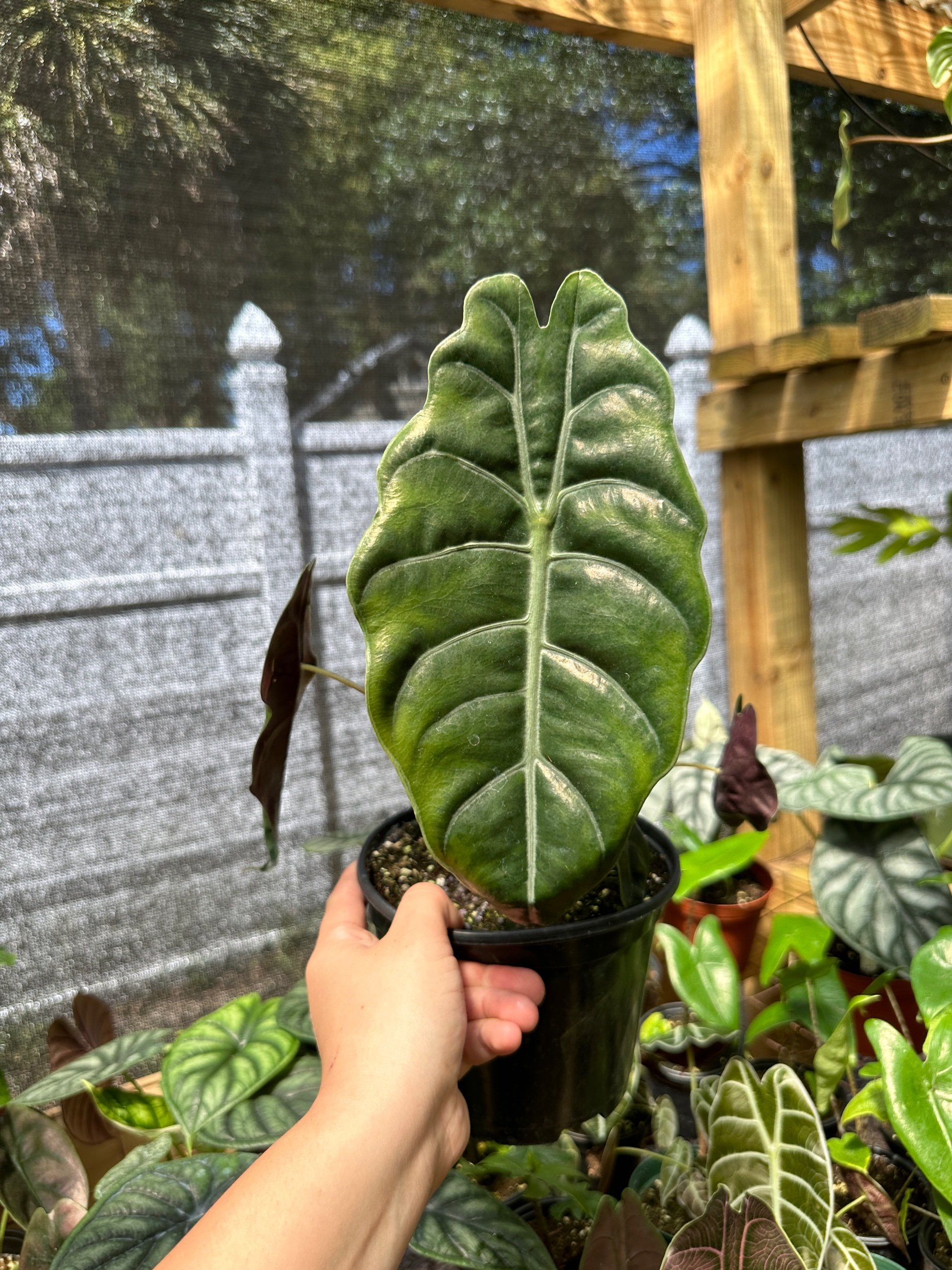 Alocasia Chantrieri