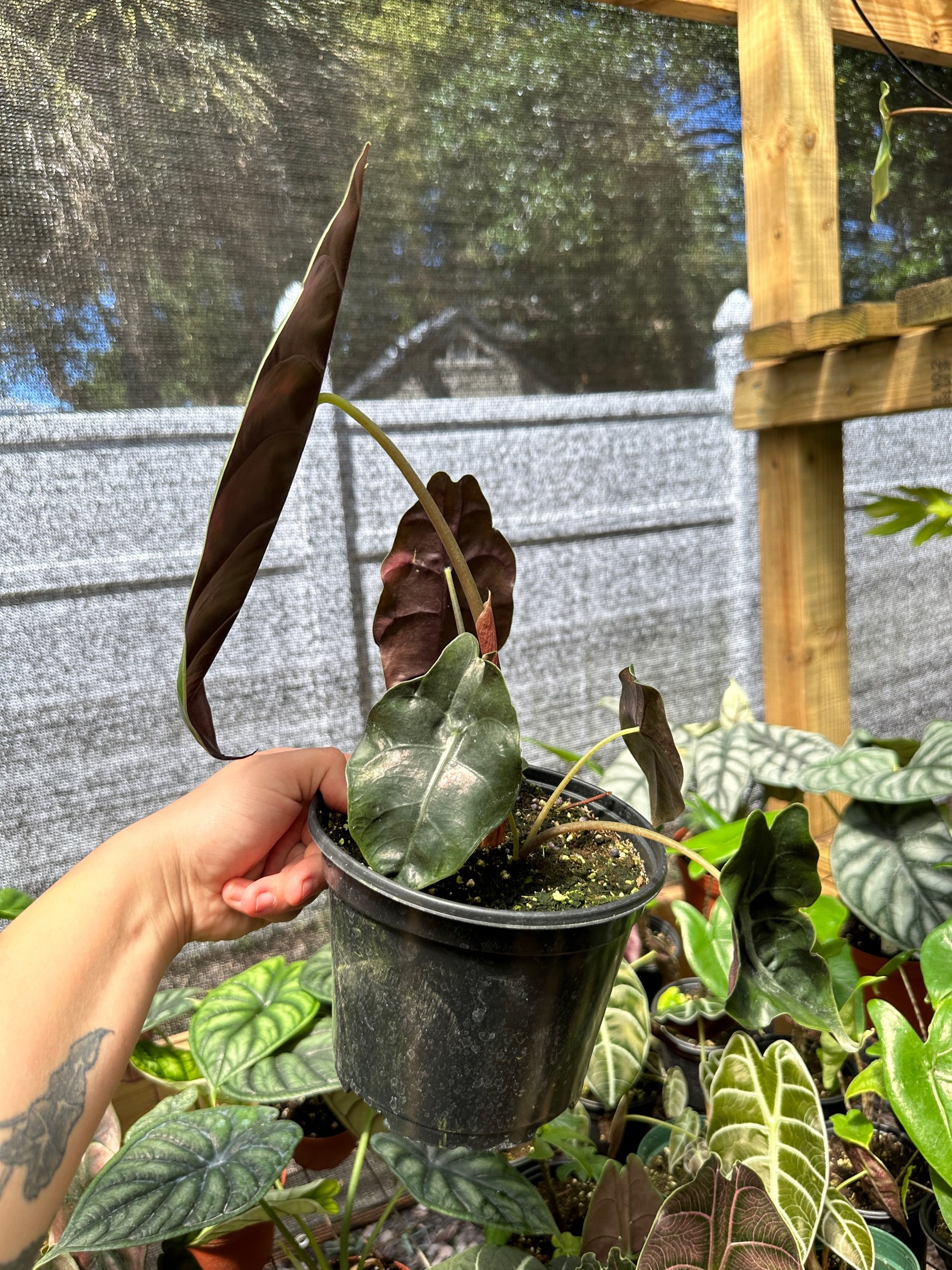 Alocasia Chantrieri