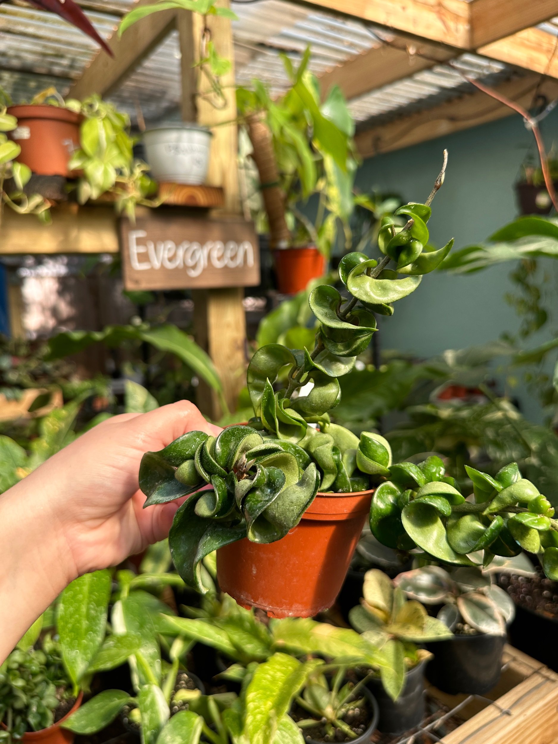 Hoya Carnosa Compacta Rope