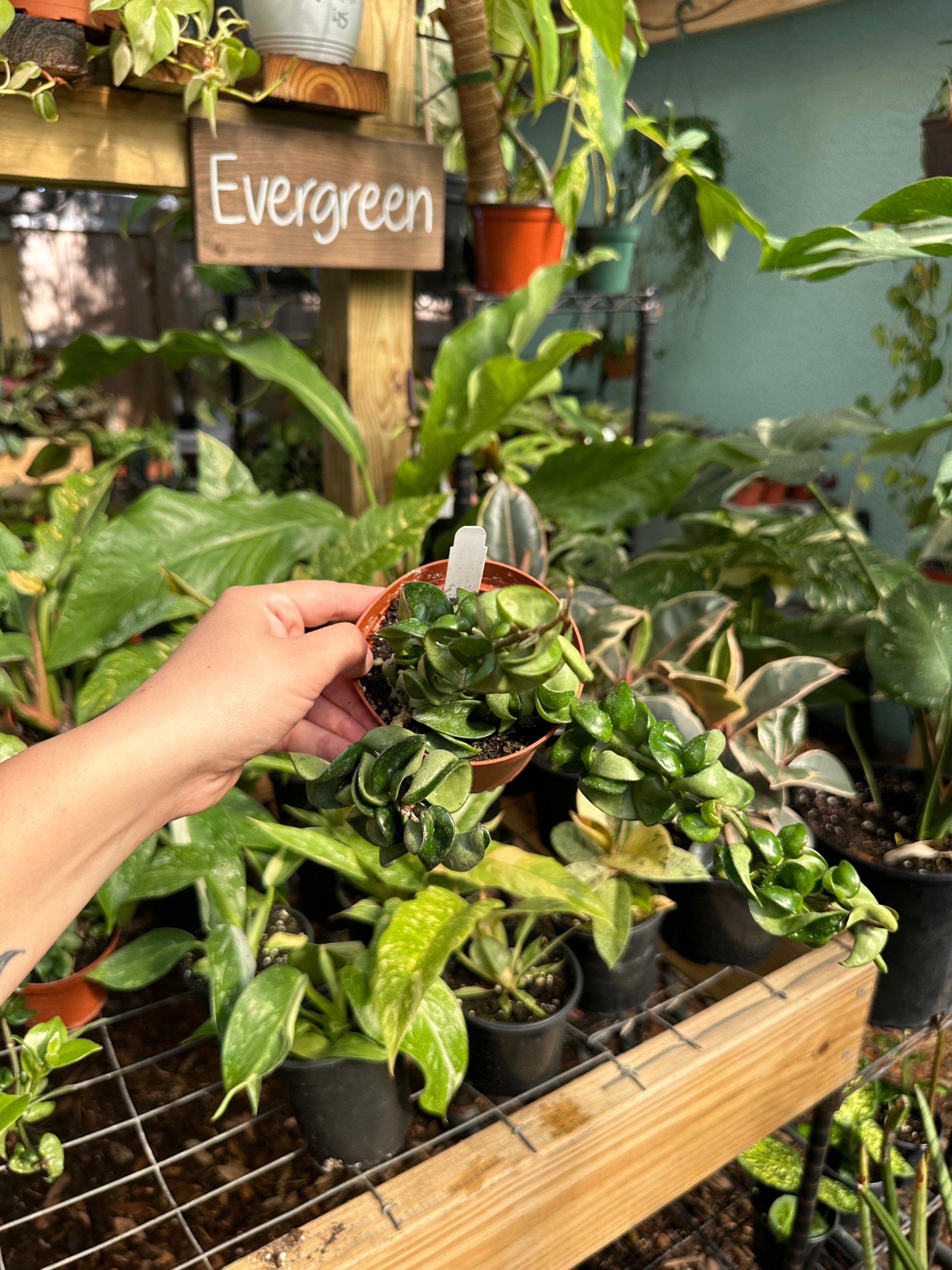 Hoya Carnosa Compacta Rope
