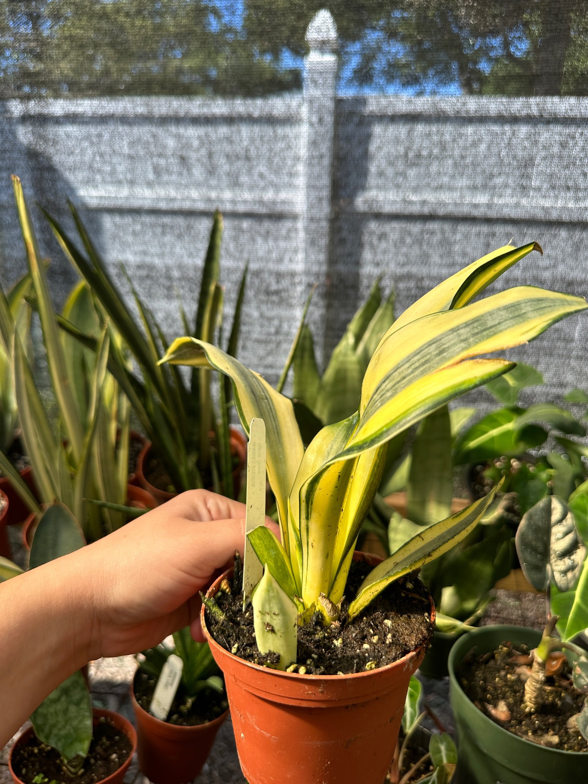 Sansevieria Gold Dust