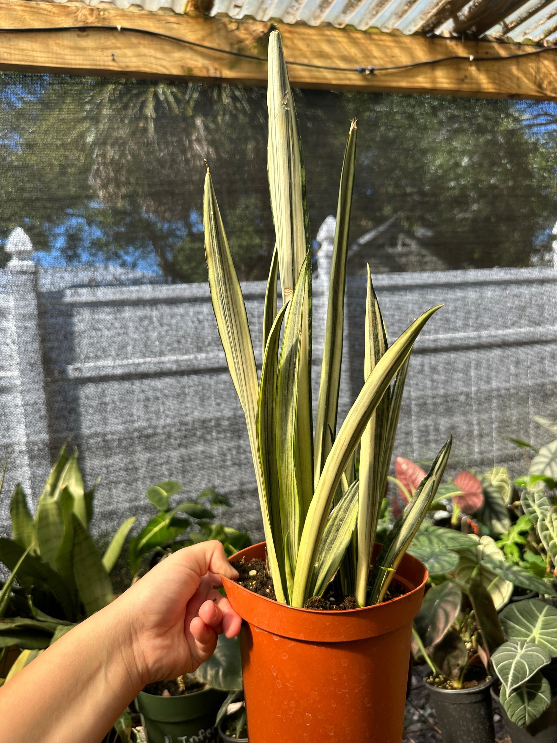 Sansevieria Bantel Sensation