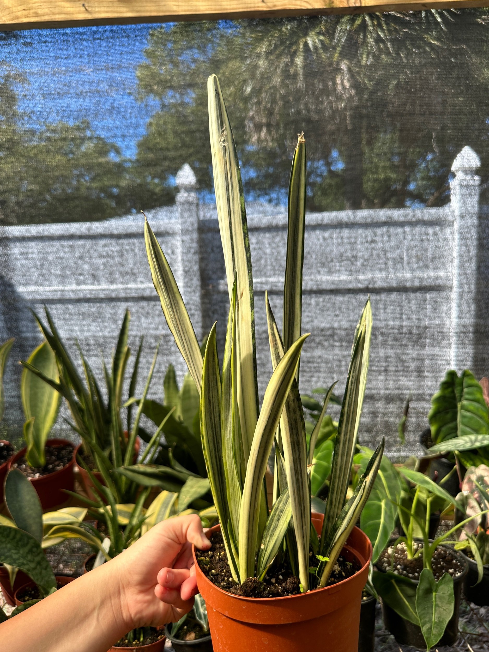 Sansevieria Bantel Sensation